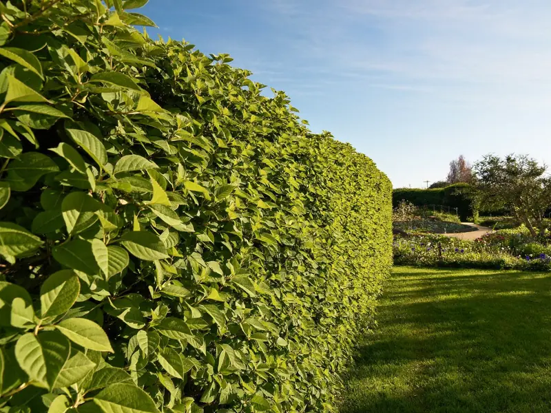 Gepflegte Hecke und Rasen im Sonnenlicht